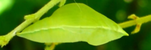 Pupae